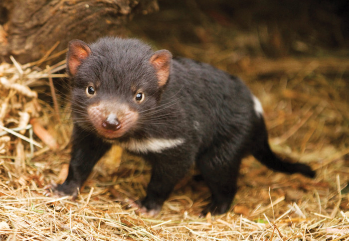 The native, once-prolific, Tasmanian Devil is now only found in the island state. 