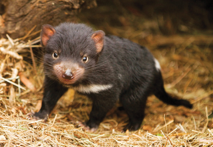 The native, once-prolific, Tasmanian Devil is now only found in the island state.