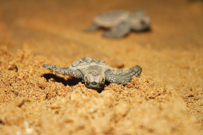 Baby turtle makes its way to the ocean at Mon Repos, Queensland.