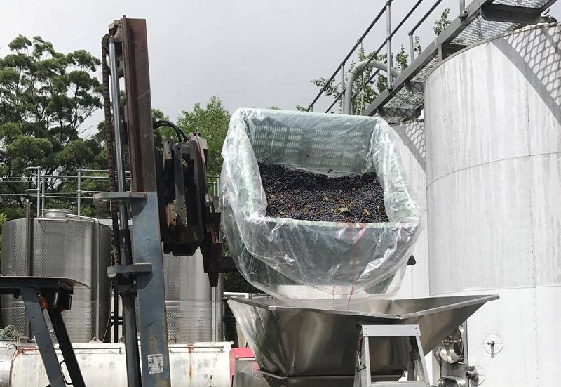 We were lucky to be at Witches Falls during harvest time. Image: The Vino Bus.