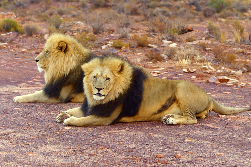 lions at aquila game reserve