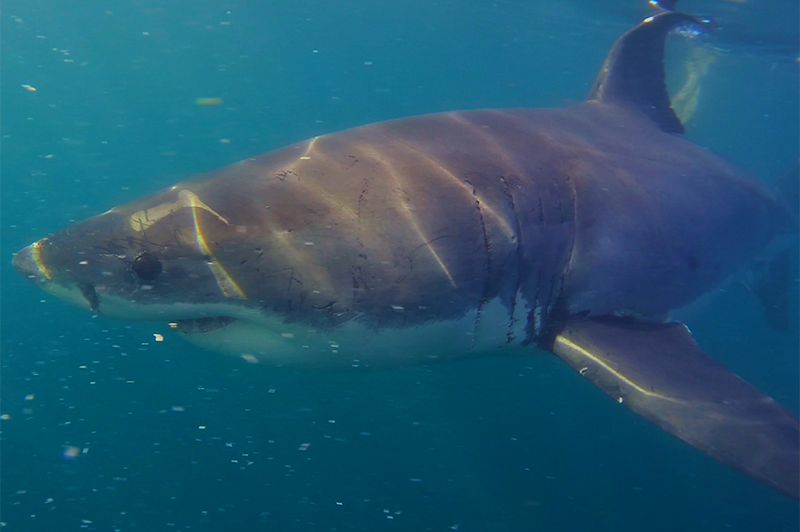 great white shark in south africa