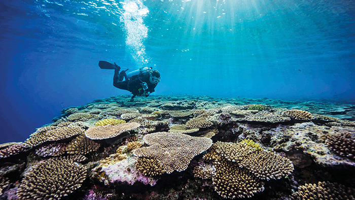 Diving off Ishigaki and Kerama islands is a must-do.