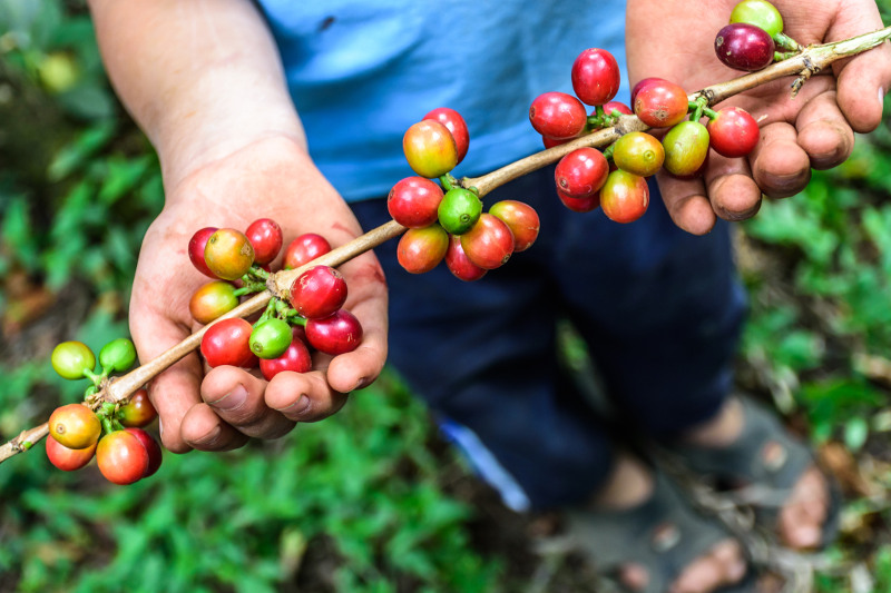 Hands hold ripening coffee beans.