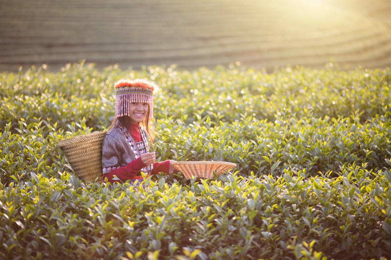 A young girl in a field in Chiang Mai, Thailand.