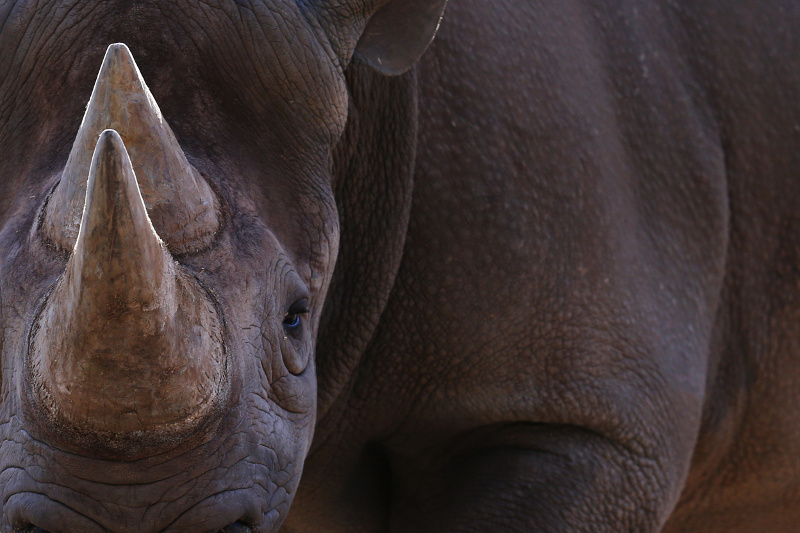 A close-up of a rare black rhinoceros.