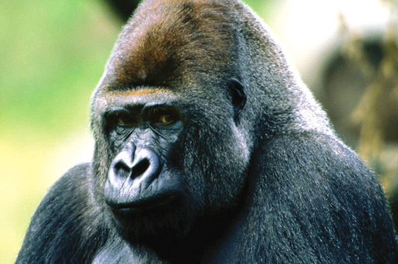 Close up of mountain gorilla