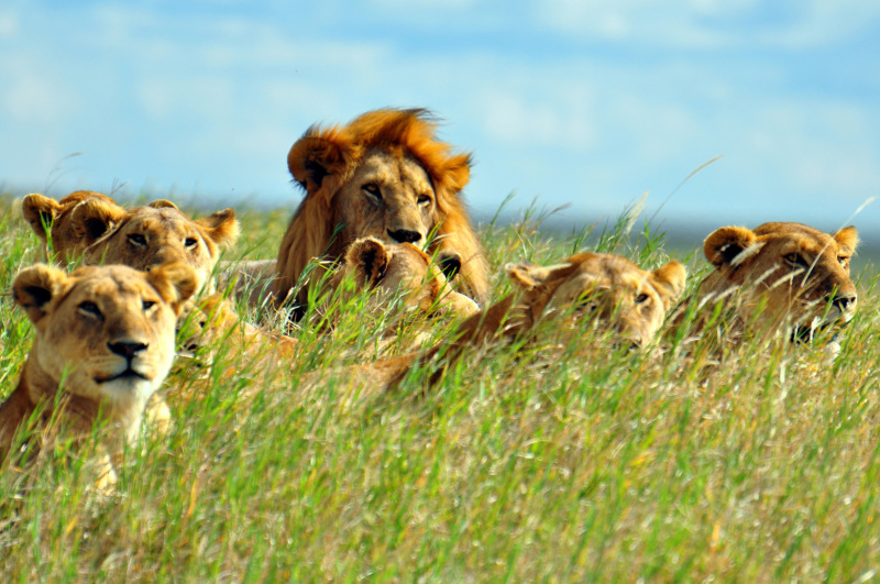 A pride of lions in the grass