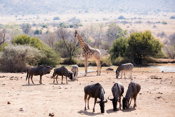 It's not just the big five worth visiting for. Photo: Vicki Fletcher