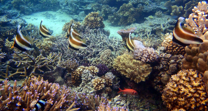 angel fish mantaray island fiji