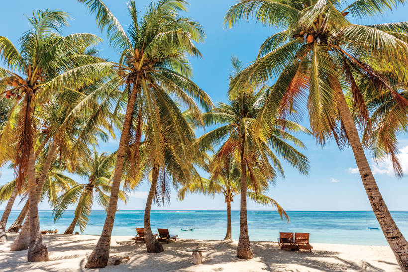 sun loungers beneath palm trees