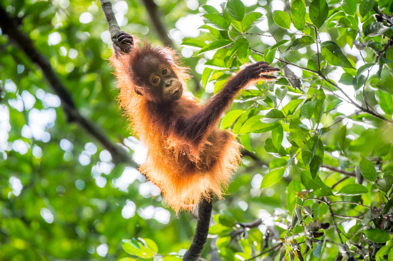 A baby orang-utan stretches between two trees in Borneo.