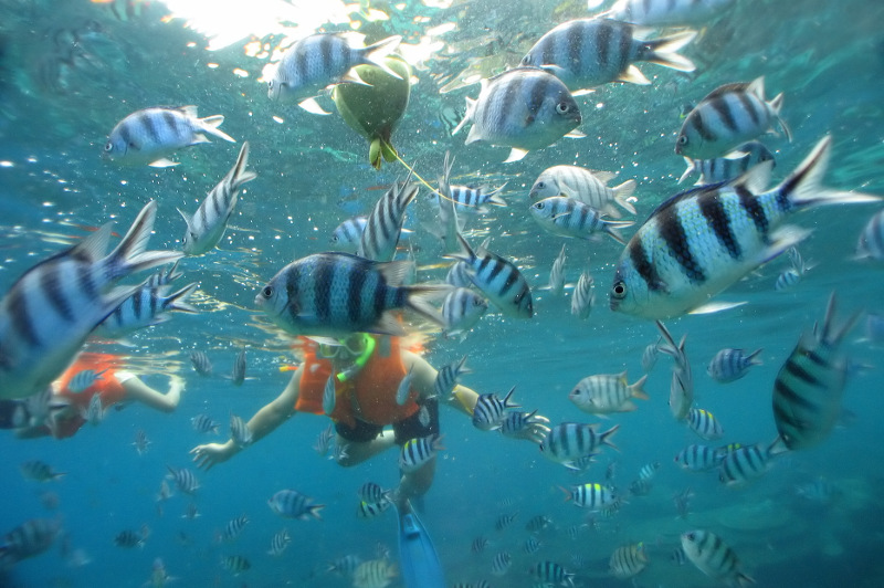 A snorkeller swims among a school of fish in the Perhentian Islands, Malaysia.