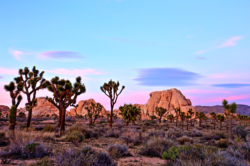 Cactus stand tall in a darkening desert in Joshua Tree National Park, USA.