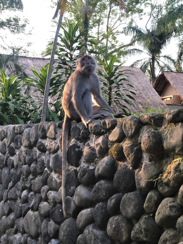 Monkey sitting on a wall among the forest in Ubud