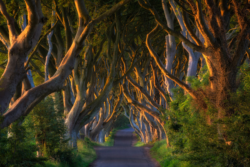 The Dark Hedges in Ballymoney