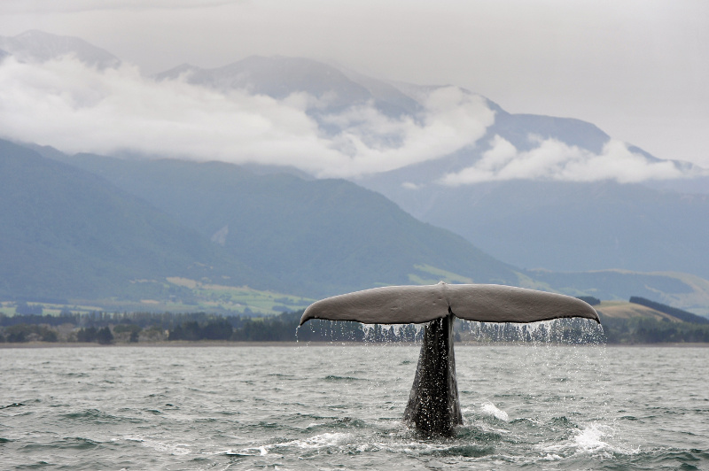 A sperm whale's tale in the waters off Kaikoura, New Zealand.