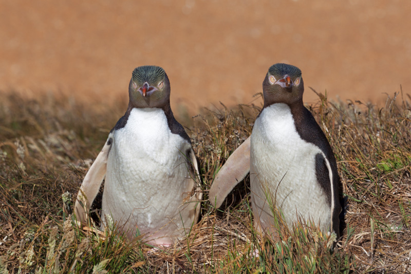A close-up of two penguins on the Otago Peninsula.