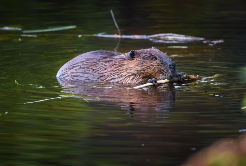 Image of Beaver Swimming