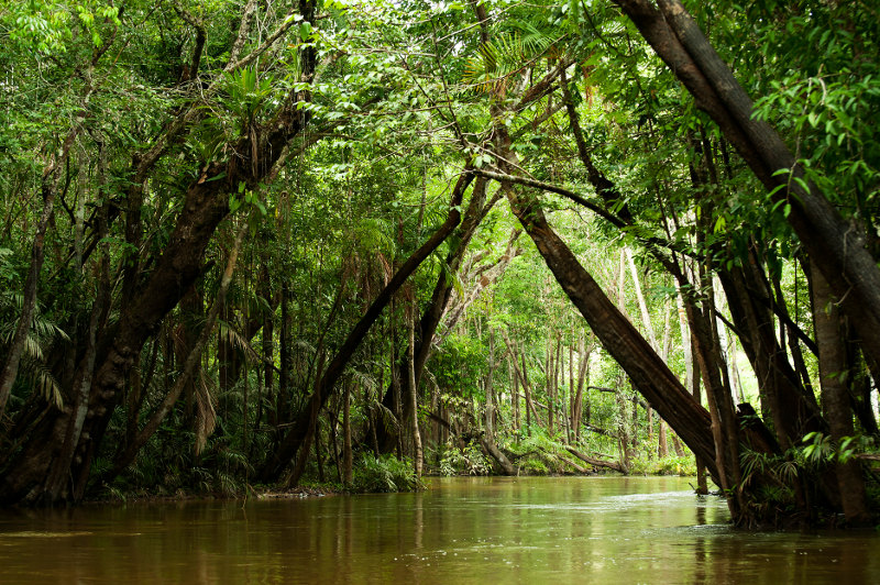 an inlet of the Amazon in Brazil
