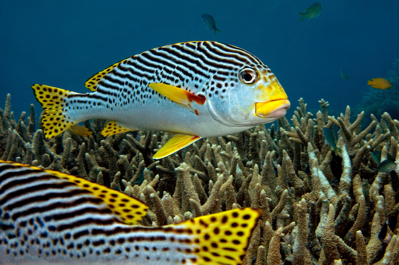 Sweet Lip on the Great Barrier Reef
