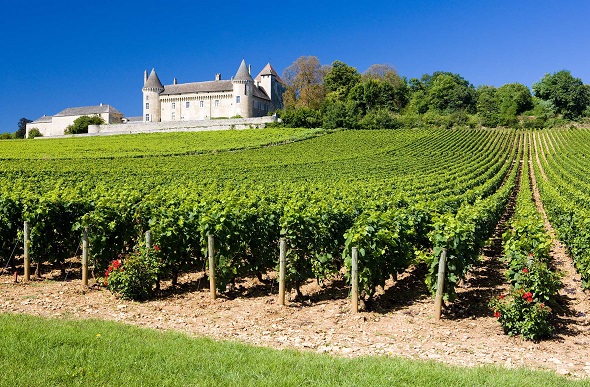 burgundy vineyards
