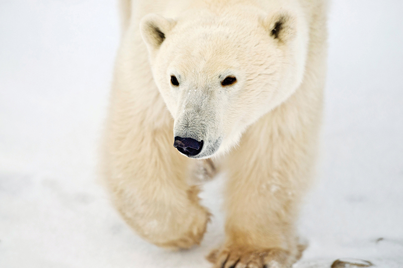 Polar bear