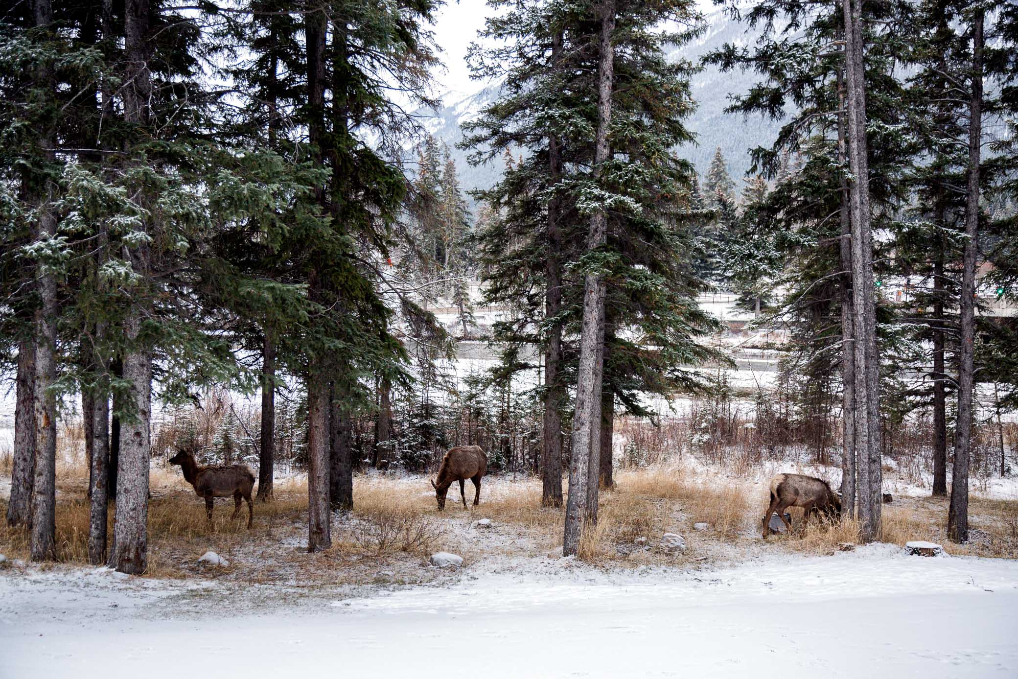 Elk spotted in the snow in banff alberta. Image: Vicki Fletcher