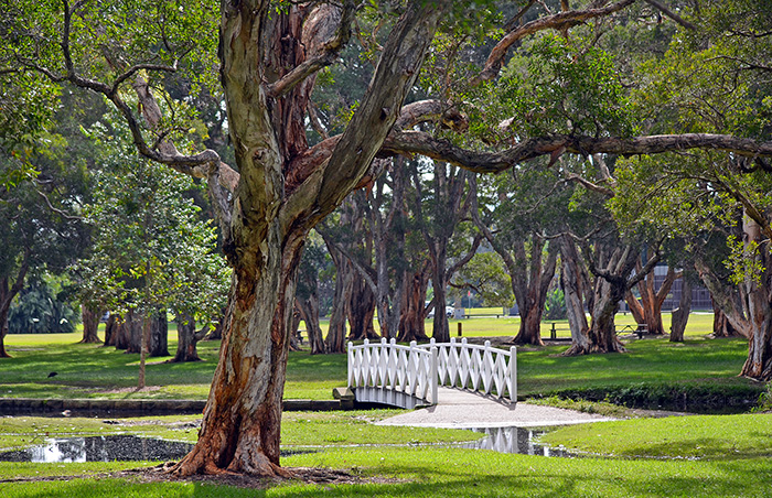 A bridge and tree in the foreground in Centennial Park
