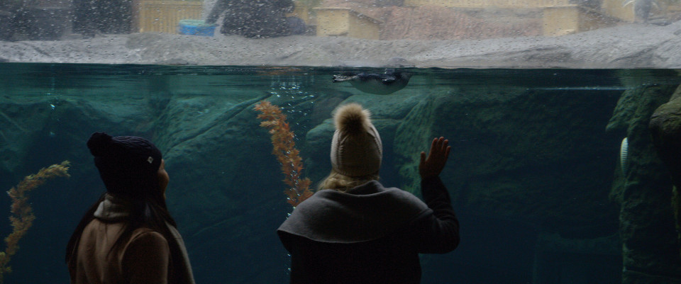 rescued blue fairy penguins are a highlight at the international antarctic centre in christchurch