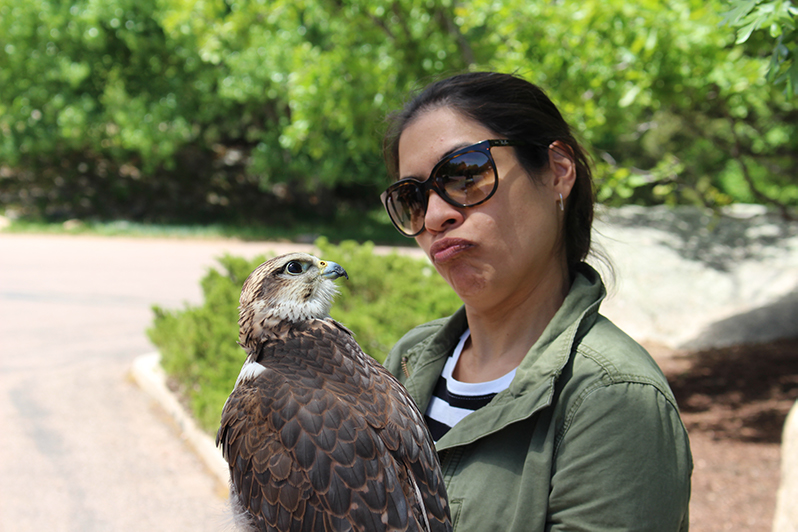 Hawk at The Broadmoor, Colorado Springs