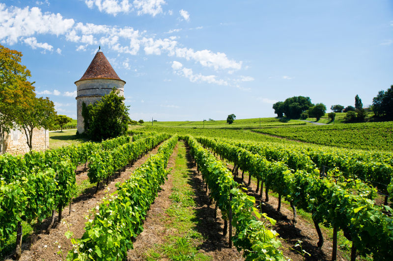 Vineyards and a stone building in the Bordeaux region of France.