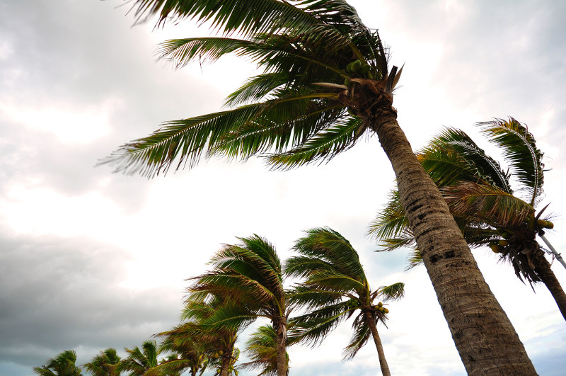Palm trees bend under hurricane-force winds.