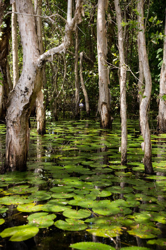 Fog Dam conservation area water lilies below trees