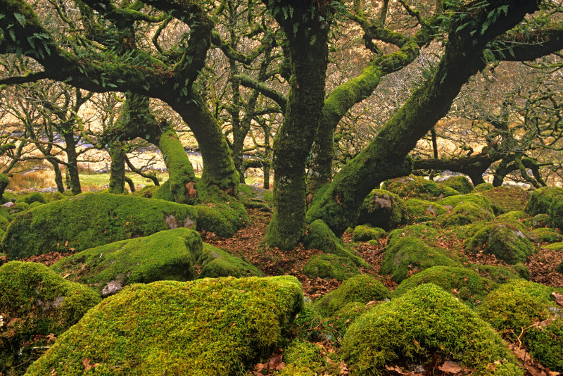 Wistman's Wood trees