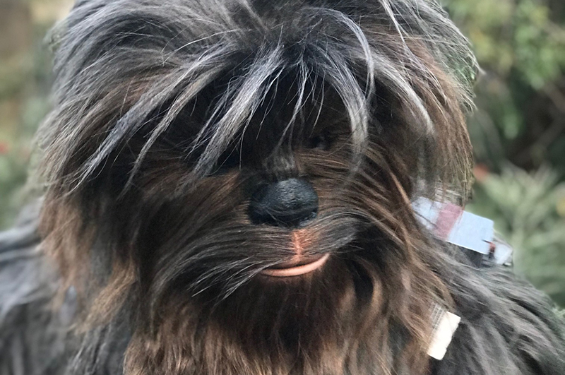 Chewbacca, Star Wars