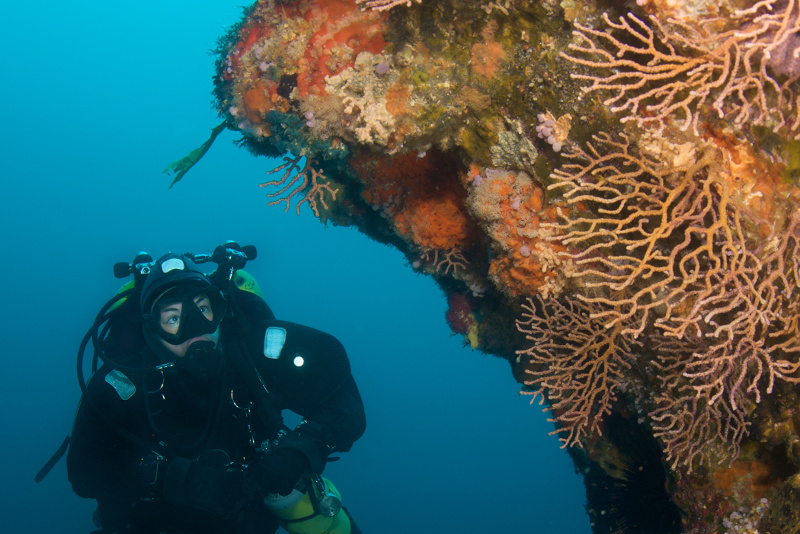 a person scuba diving in Northland