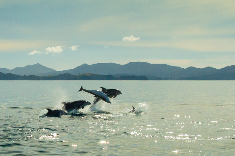 Dolphins jumping in the ocean