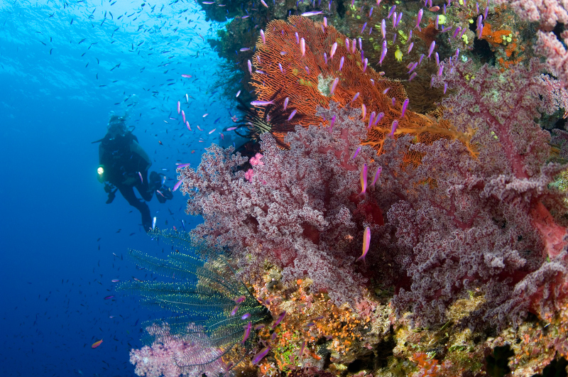Diving in Fiji.