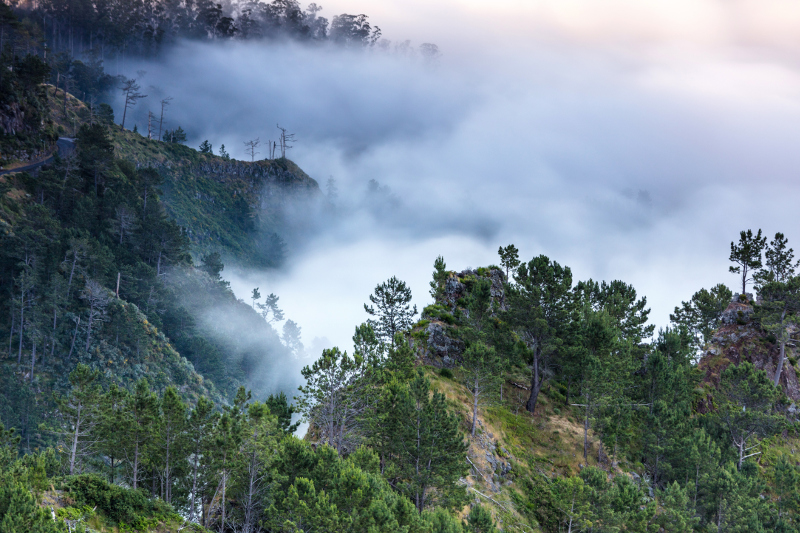 Laurisilva forest