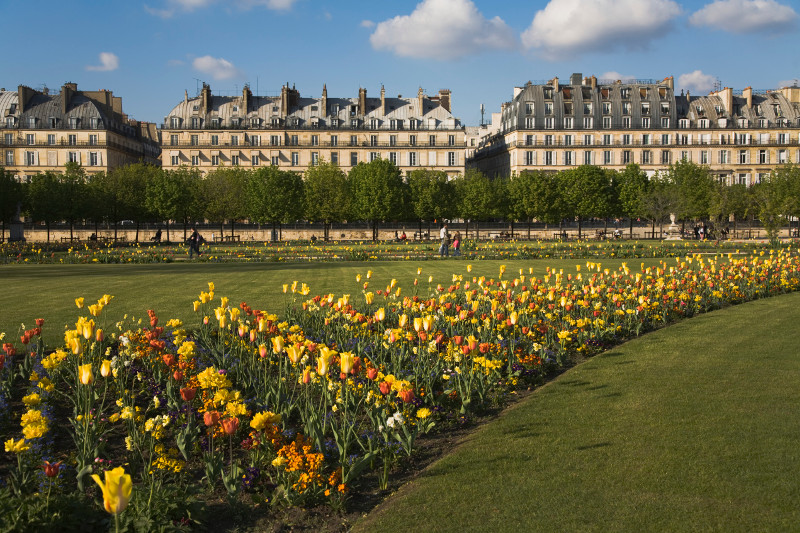 Tulips in the Tuileries Garden, Paris.