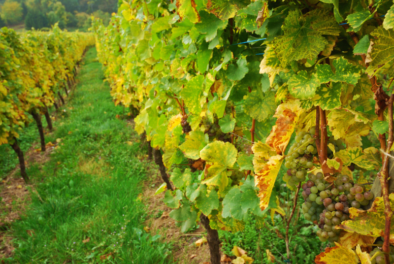 Vineyard