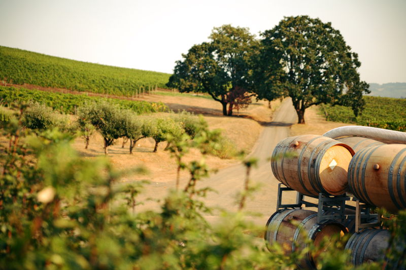 Willamette Valley vineyard near Portland USA