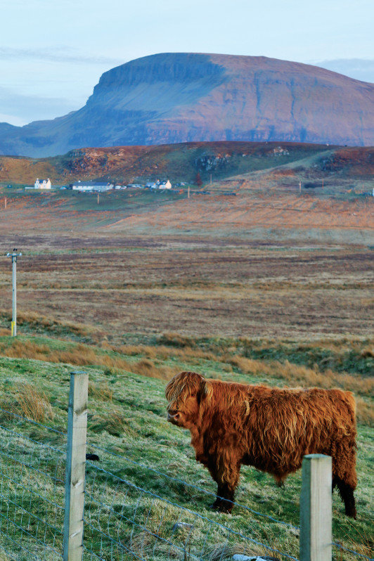 Highland cow