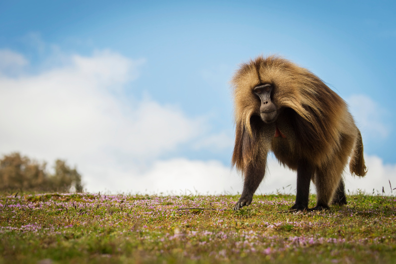 A gelada baboon strikes a fine pose in the Simien Mountains. Image: Getty