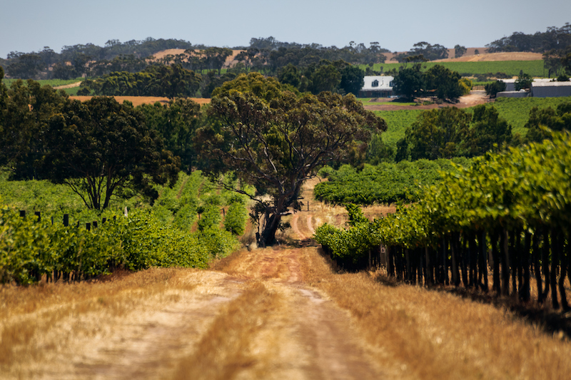 barossa valley vineyard