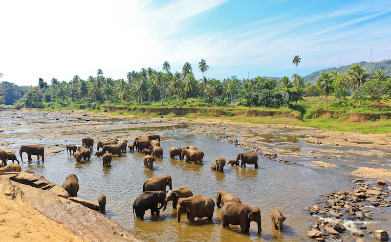 Sri Lankan elephant sanctuary