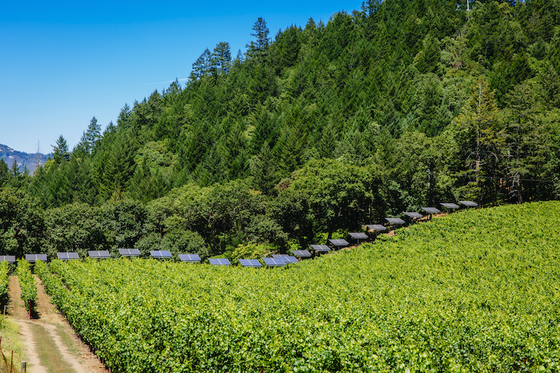 solar panels in vineyard in US