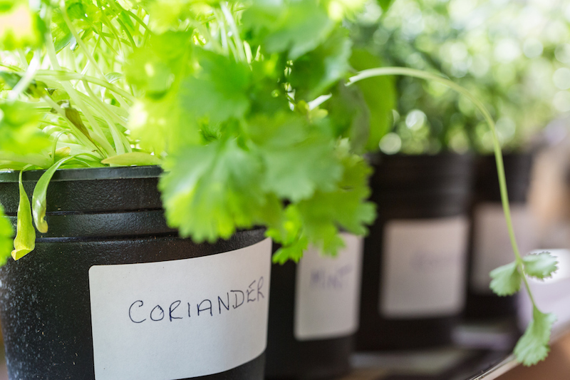 window sill herbs