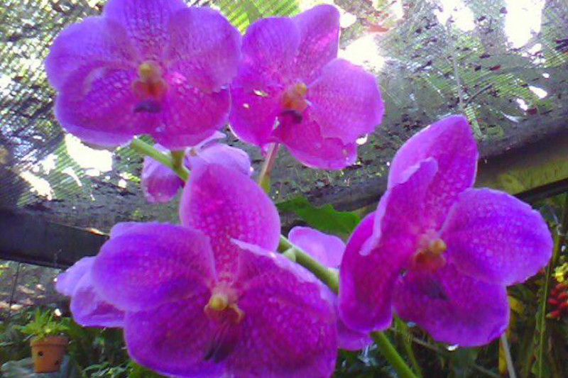 An orchid